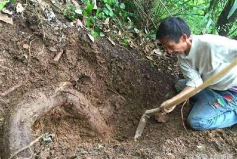 如何讓樹頭枯死|有沒有不動土就可以讓「樹根死掉」的方法？可以嘗試用這幾種方。